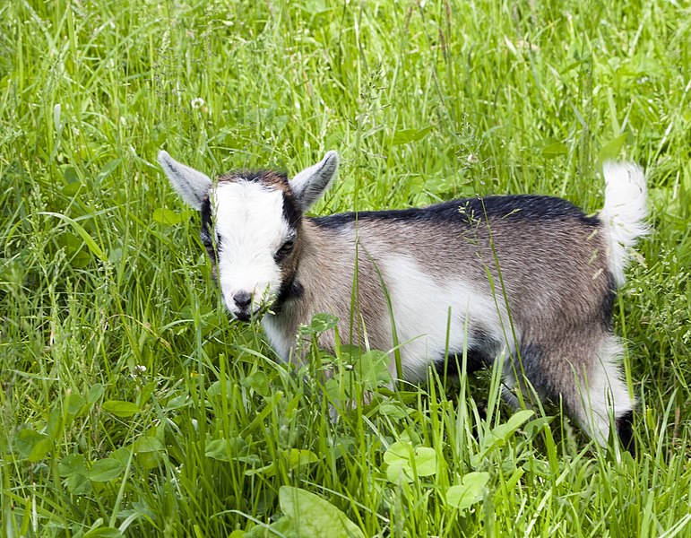 File:Cute baby goat.jpg